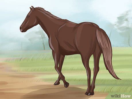 How to Deal With a Mare in Heat: 13 Steps (with Pictures)