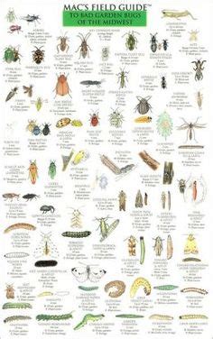 7 Best Bug Identification ideas | bug identification, yellow flies ...