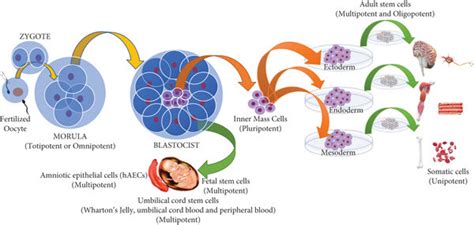 The origin, the collection process, and the plasticity of stem cells ...