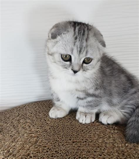 Munchkin Cat