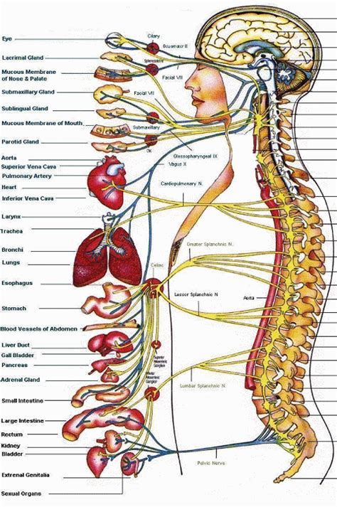 Diagram Of Nerves In Body