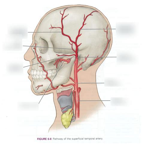 pathway of superficial temporal artery Diagram | Quizlet