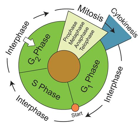 Cell Cycle And Mitosis Biology Portfolio | SexiezPicz Web Porn