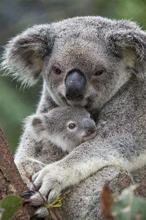 Koala Mother Holding Joey Australia Photograph by Suzi Eszterhas