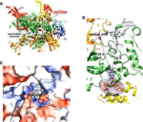 The Mechanism of E. coli RNA Polymerase Regulation by ppGpp Is ...