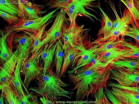 Immunofluorescence : définition et explications