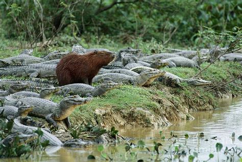 🔥 capybara with a group of caimans : r/NatureIsFuckingLit