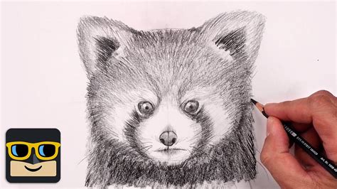 How To Draw Red Panda | Sketch Tutorial - YouTube