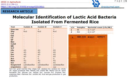 Molecular Identification of Lactic Acid Bacteria Isolated from ...