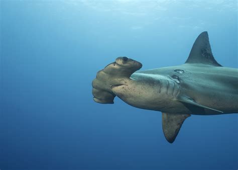 Scalloped Hammerhead Shark Among 10 Species Threatened by Wildlife ...