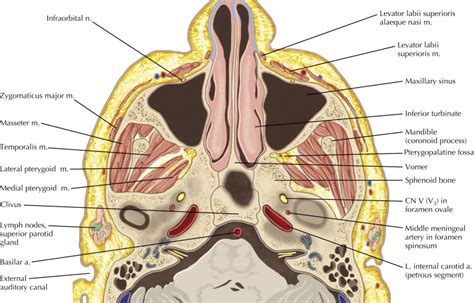 Mandible and Muscles of Mastication | Radiology Key