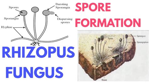 Spore formation - serrechi