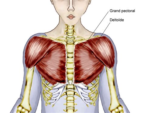 Anatomy Of The Upper Chest Area Female Muscle Diagram And Definitions ...