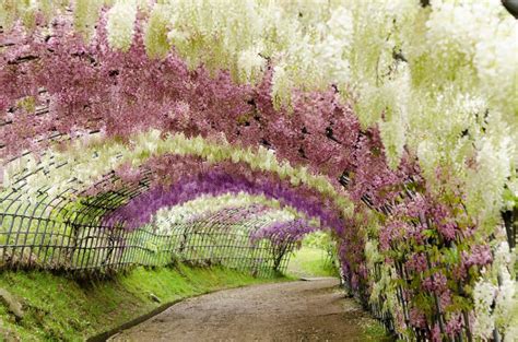 Best Time to See Wisteria Tunnels in Japan 2018 - When & Where to See