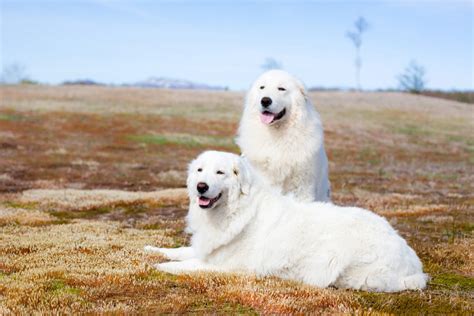 Maremma Sheepdog Dogs Breed - Information, Temperament, Size & Price ...