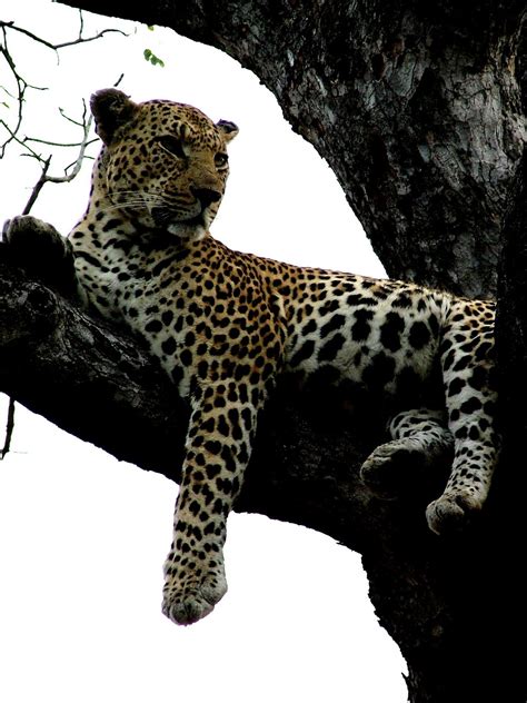 The Game Lodge Index: Interesting facts about: Leopards