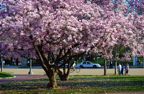 How to grow spring-flowering magnolias | Rachel Neumeier