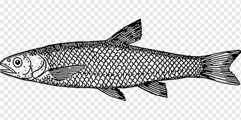 Drawing Fish Line art, fish, marine Mammal, pencil, seafood png | PNGWing