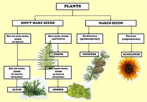 Life Science: Plants