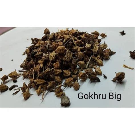 Brown Natural Big Gokhru Seeds, For Pharma Industry at Rs 290/kg in New ...