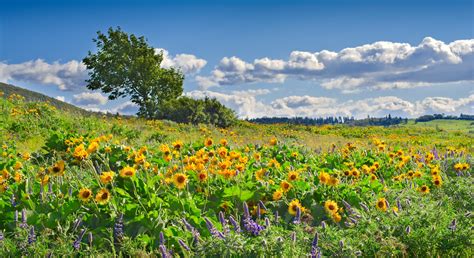 10 Photos That Prove Oregon Is The Most Beautiful State In Spring