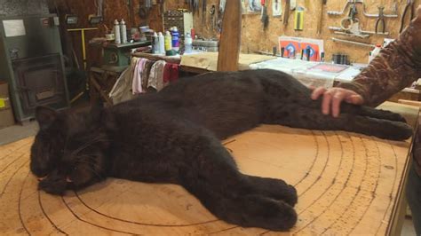 Rare black bobcat donated to New Brunswick Museum for study - New ...