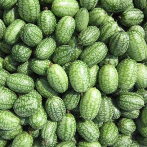 Mexican Sour Gherkin Seeds | Heirloom | Organic | Tim's Tomatoes