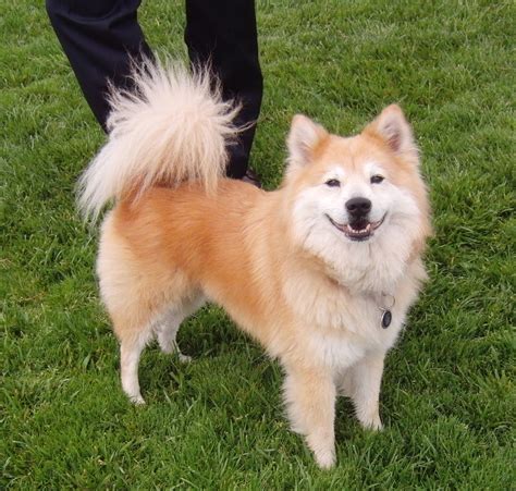 shiba inu chow mix - First Republic Craigslist