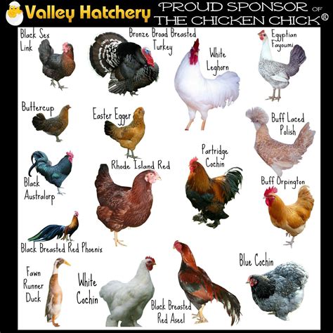 Chicken types | Types of chickens, Chicken names, Chickens