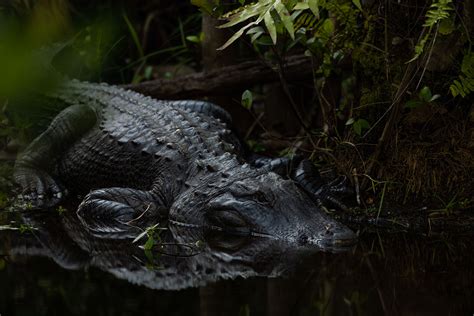 Wildlife Photography Guide to Everglades National Park (and Beyond ...