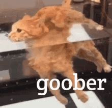 Goober Kitty GIF - Goober Kitty Crazy Cat - Discover & Share GIFs