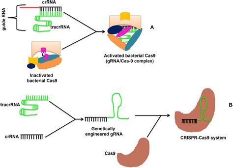 CRISPR-Cas systems A The bacterial CRISPR-Cas9 system forms when gRNA ...