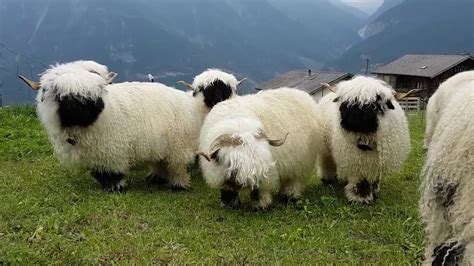 Valais Blacknose sheep - YouTube