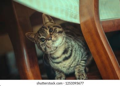 Cat Hiding Under Table Stock Photo (Edit Now) 1253393677