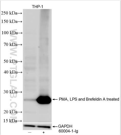 TNF-alpha antibody (60291-1-Ig) | Proteintech