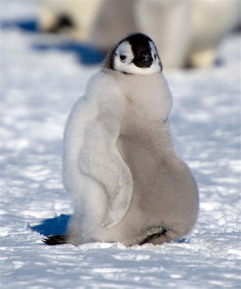 Emperor Penguins - Antarctic Logistics & Expeditions