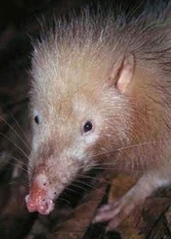 Moonrat - Night Stinker | Animal Pictures and Facts | FactZoo.com