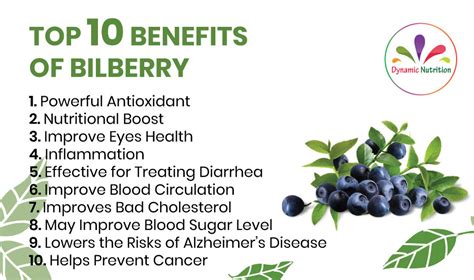 Top Ten Benefits of Bilberry | Dynamic Nutrition