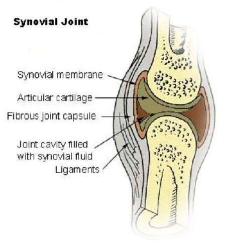 Hinge Joint Anatomy