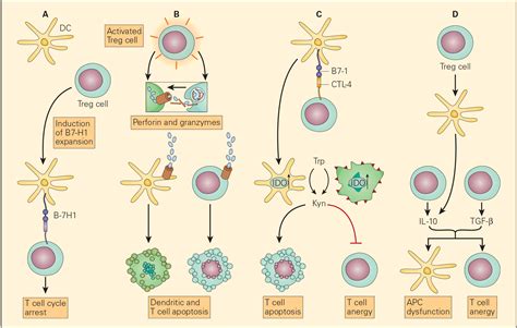 Immune Response to Cancer | Immunopaedia