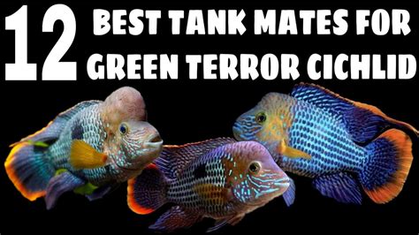 Most Suitable Tank Mates For Green Terror Cichlid Fish - YouTube