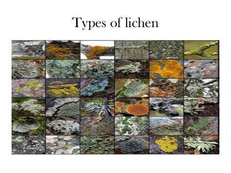 Specialized Structures Of Lichen