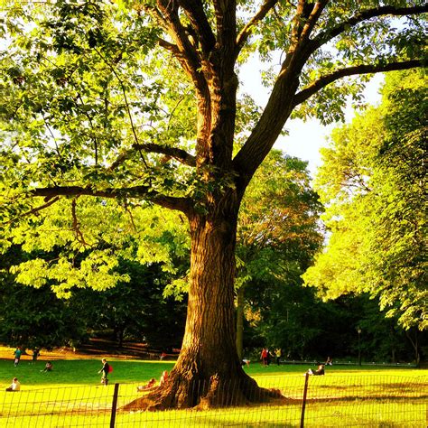 Central Park Tree Photograph by Kathleen Anderle - Fine Art America