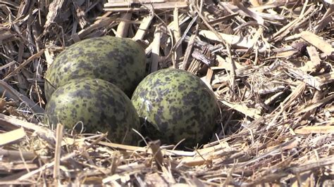 Plovers Nesting. Why Plovers swoop. Spur-winged Plover nest. - YouTube