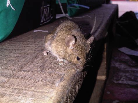 House Mouse - Suffolk Pest Control Company