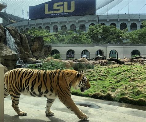 Mike The Tiger Enjoyed Today's Snow At LSU [Pictures]