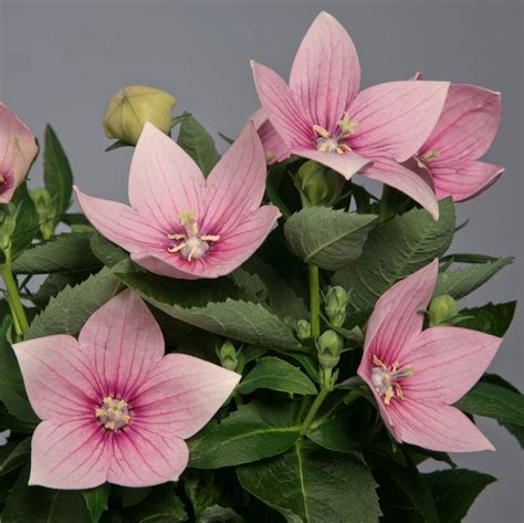 Balloon Flower Seeds | Platycodon | Perennial Flower Seeds