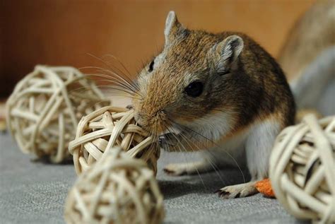 Gerbil Behavior – What is Your Gerbil Expressing? – thepetsavvy.com