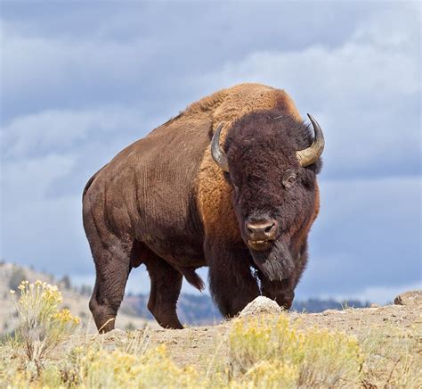 Bison - Facts, Pictures, Info, Diet, Lifecycle, Appearance, LifeSpan ...