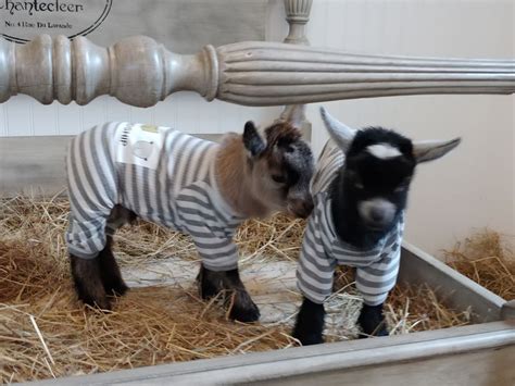 Goats in Pajamas | Baby farm animals, Baby animals pictures, Goats in ...